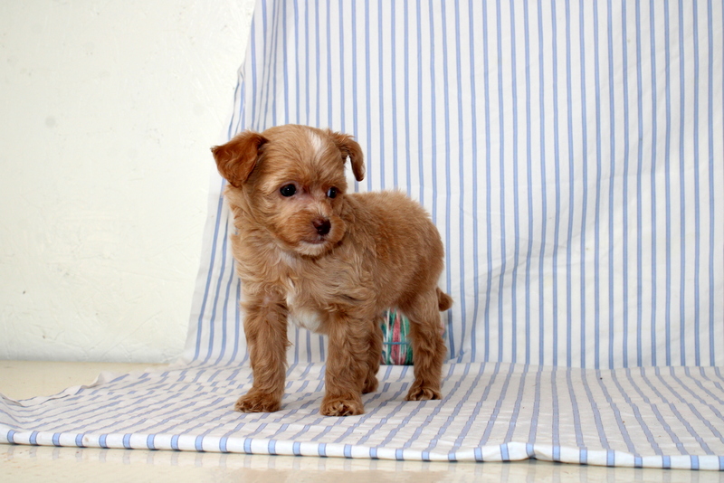 puppy, for, sale, Shi Poo, Matthew B. Stoltzfus, dog, breeder, Gap, PA, dog-breeder, puppy-for-sale, forsale, nearby, find, puppyfind, locator, puppylocator, aca